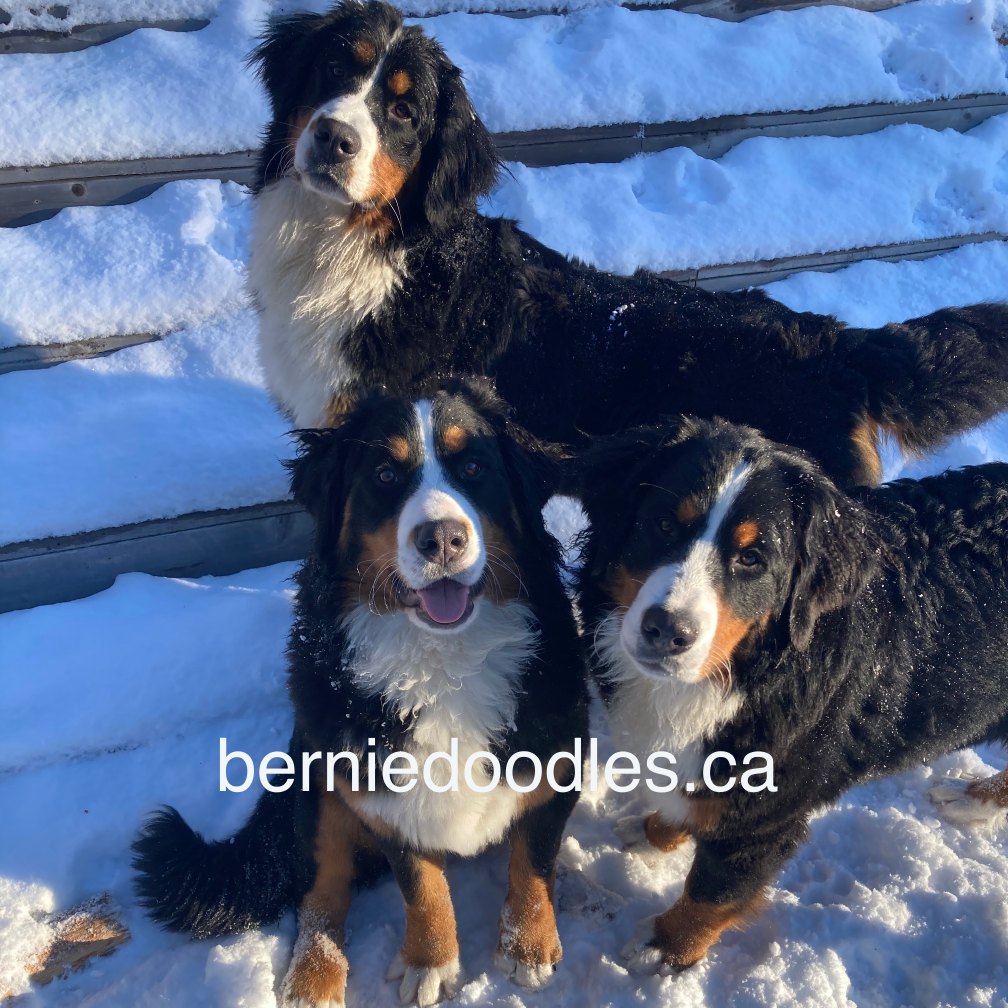Berniedoodles.ca hero preview